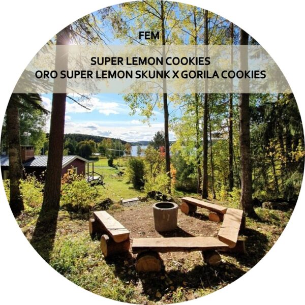 SUPER LEMON COOKIES