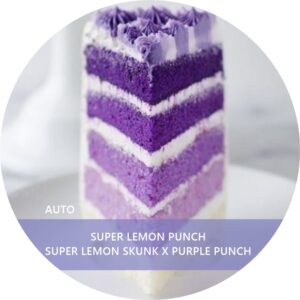 SUPER LEMON PUNCH