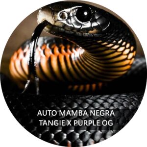 MAMBA NEGRA