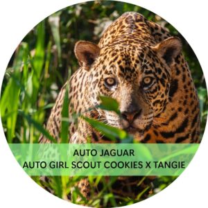 JAGUAR