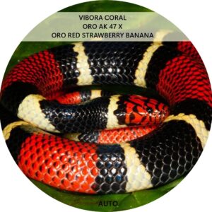 VÍBORA CORAL