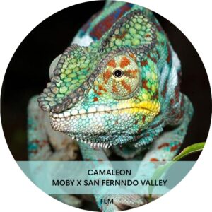 CAMALEÓN