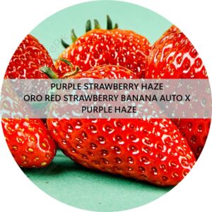 PURPLE STRAWBERRY HAZE