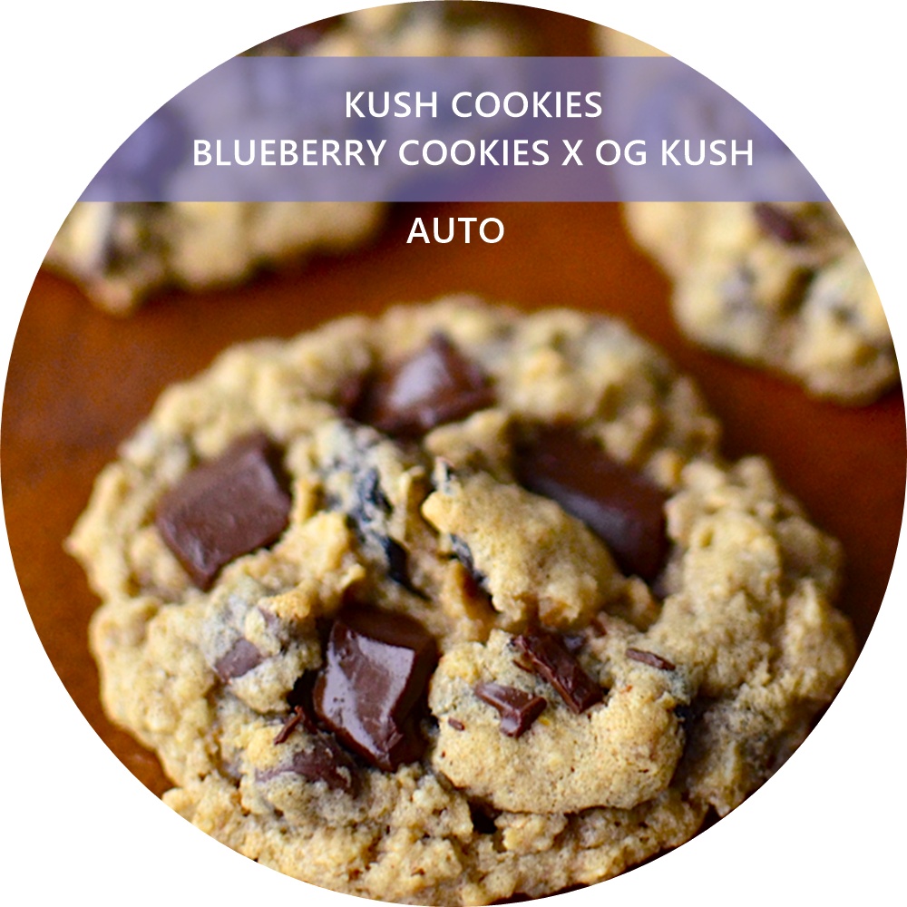KUSH COOKIES