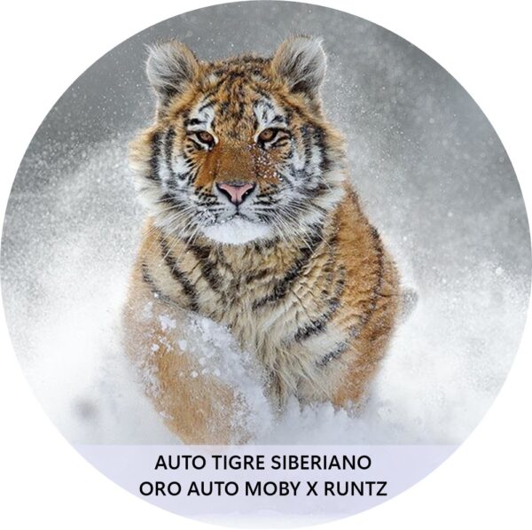 TIGRE SIBERIANO
