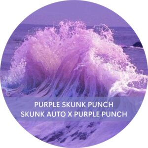 PURPLE SKUNK PUNCH
