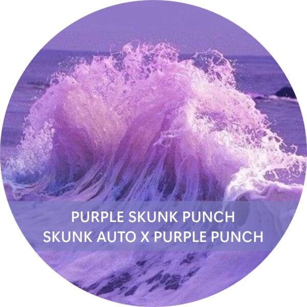 PURPLE SKUNK PUNCH