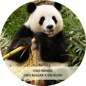 OSO PANDA