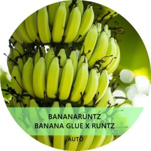 BANANA RUNTZ