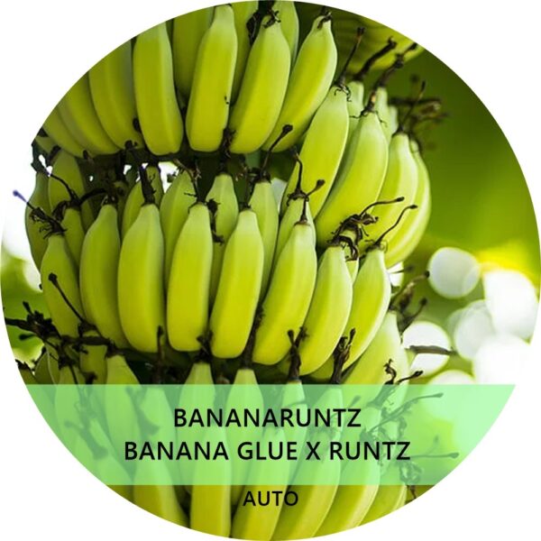 BANANA RUNTZ
