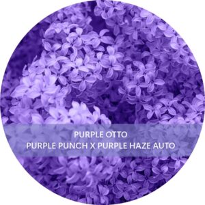 PURPLE OTTO