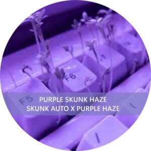 PURPLE SKUNK HAZE