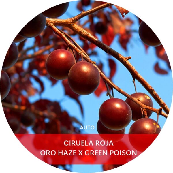CIRUELA ROJA
