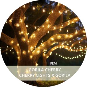 GORILA CHERRY