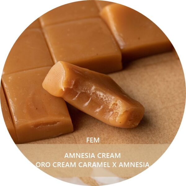 AMNESIA CREAM