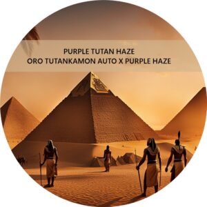 PURPLE TUTAN HAZE