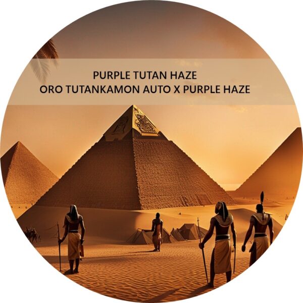 PURPLE TUTAN HAZE